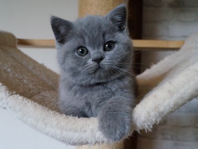 Brytyjczyk niebieski Bsh a