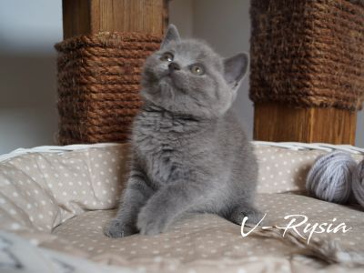 Brytyjczyk niebieski mały kotek